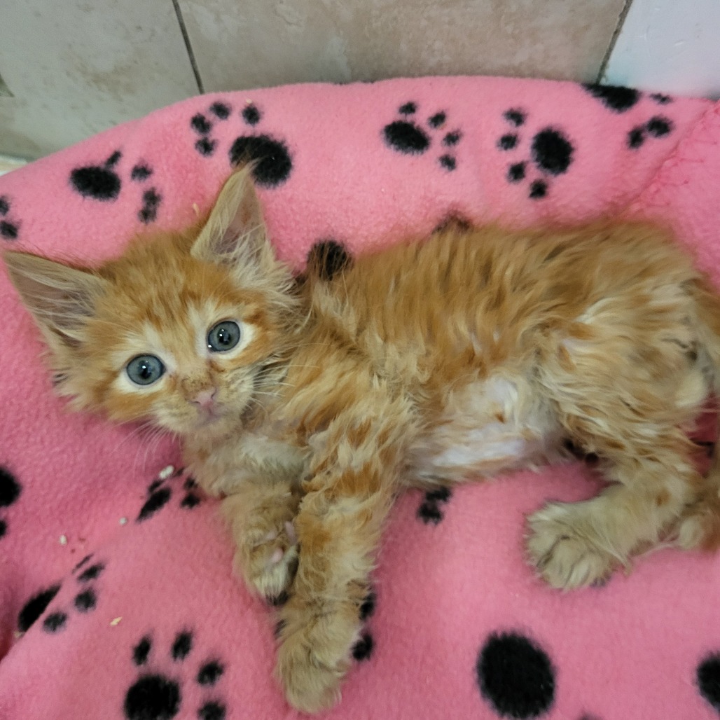 Monty - Domestic Medium Hair