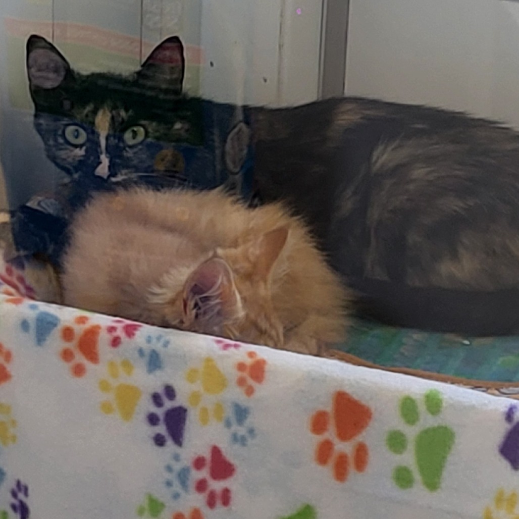 Mutti - Domestic Shorthair