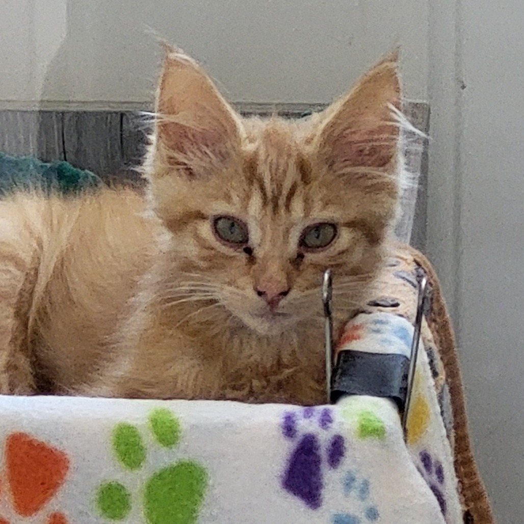 Schatzie - Domestic Shorthair