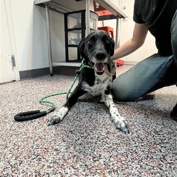 Mesquite - Mixed Breed (Large)/Retriever, Labrador