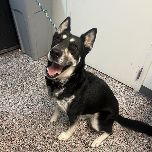 Sparks - Mixed Breed (Large)/Shepherd, German