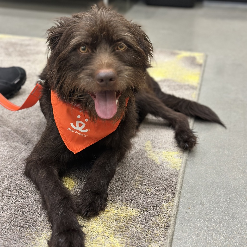 Chewie - Mixed Breed (Medium)