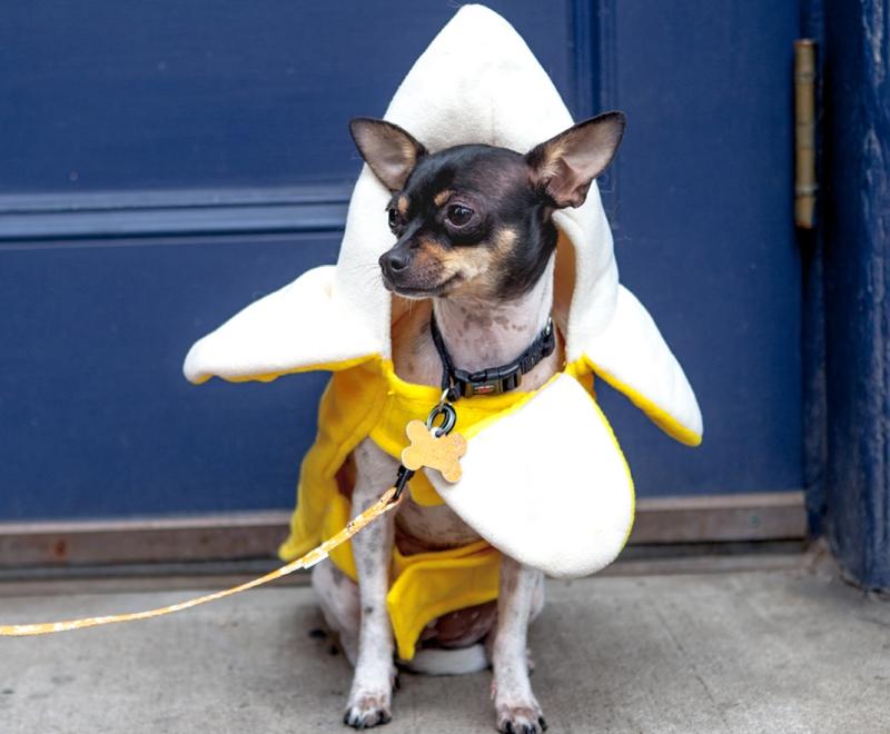 Dog Banana costume