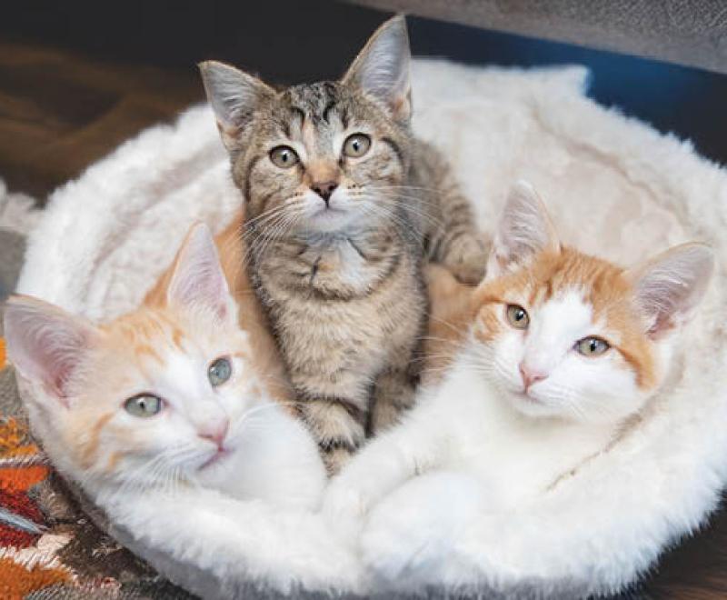 Three kittens in a white fluffy cat bed on a rug