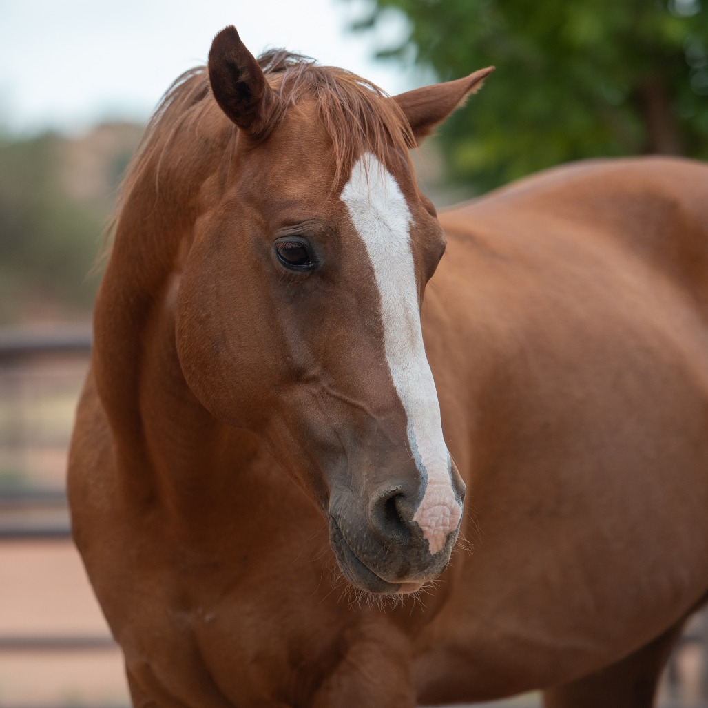 Blaze - Quarter Horse