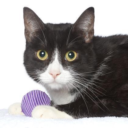 Wabbit - Domestic Shorthair/Mix