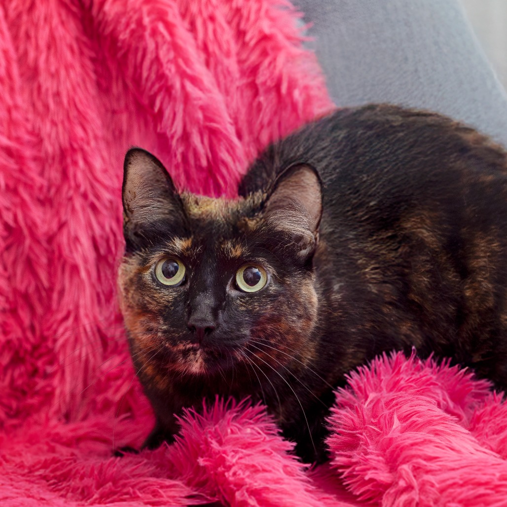 Mini - Domestic Shorthair