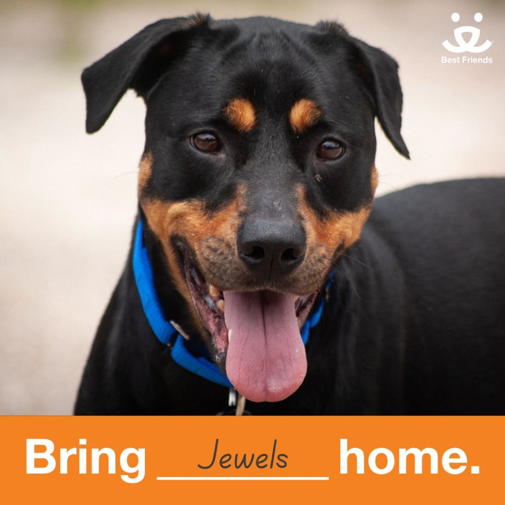 Jewels - Rottweiler/Mix