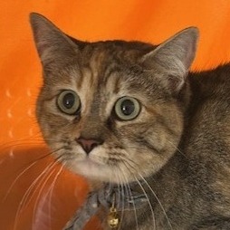 Pam - Domestic Shorthair