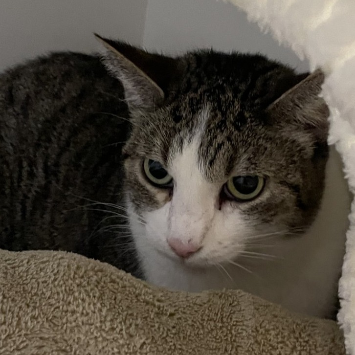 Poppy - Domestic Shorthair