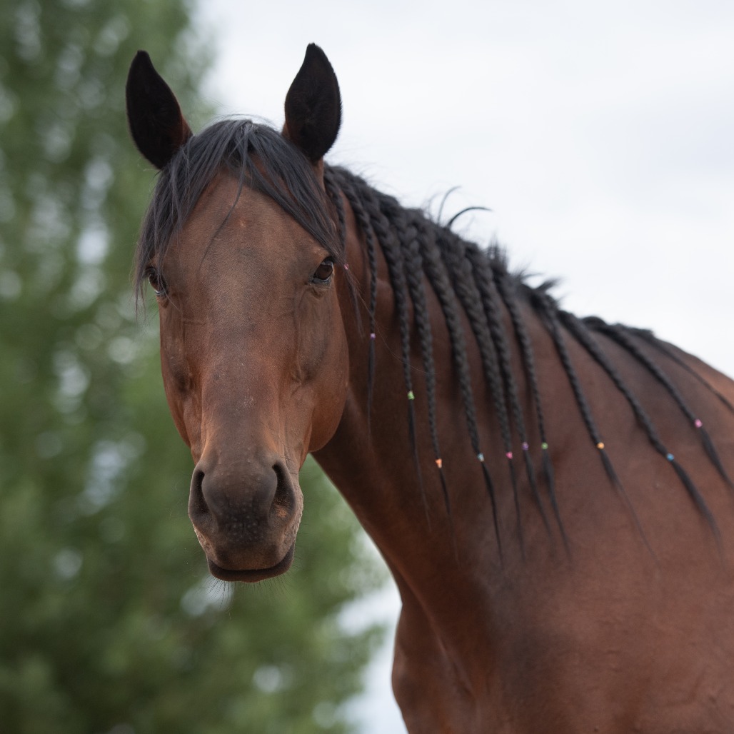 Leroy Brown - Thoroughbred