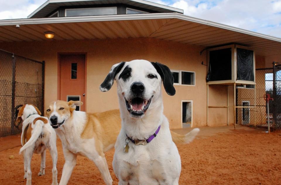 Large white and brown dogs outside of Dogtown building