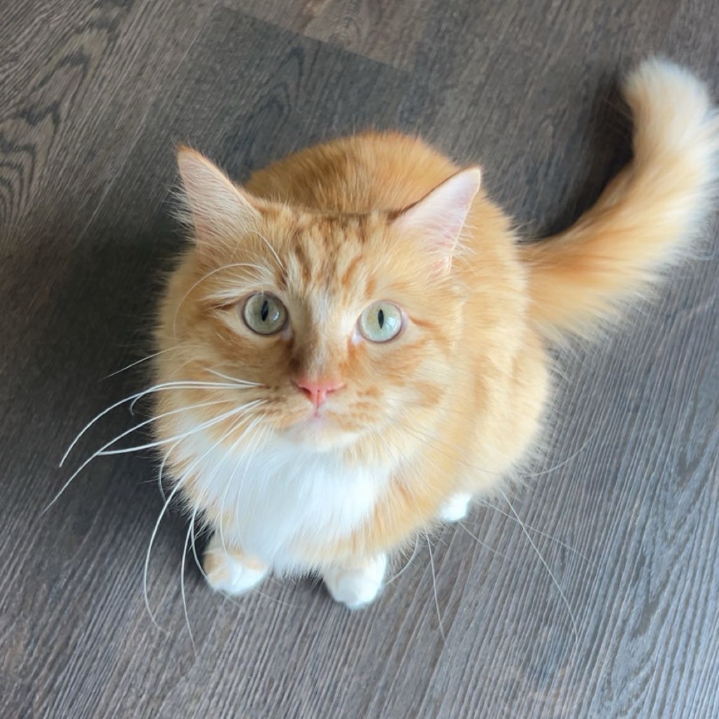 Chaco - Domestic Shorthair