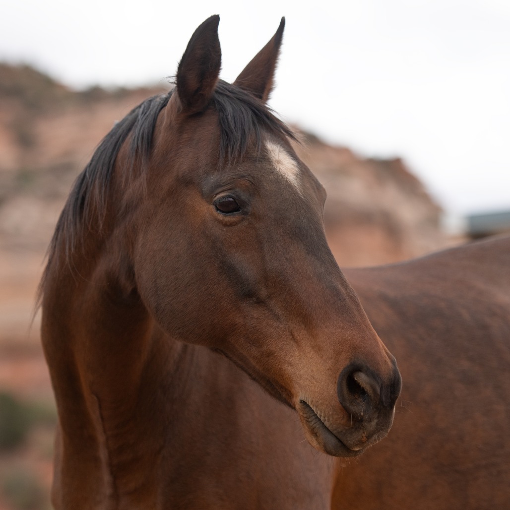 Bamboo - Thoroughbred