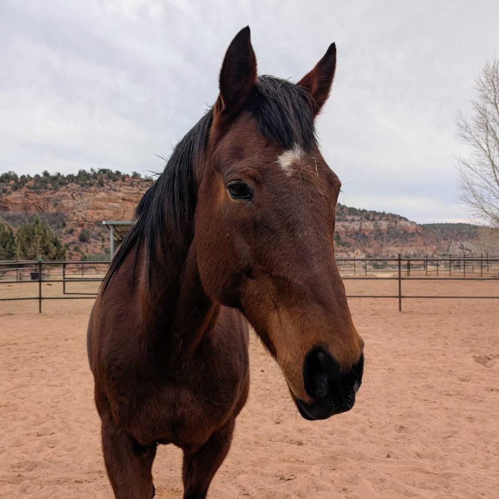 Piper - Appendix Quarter Horse