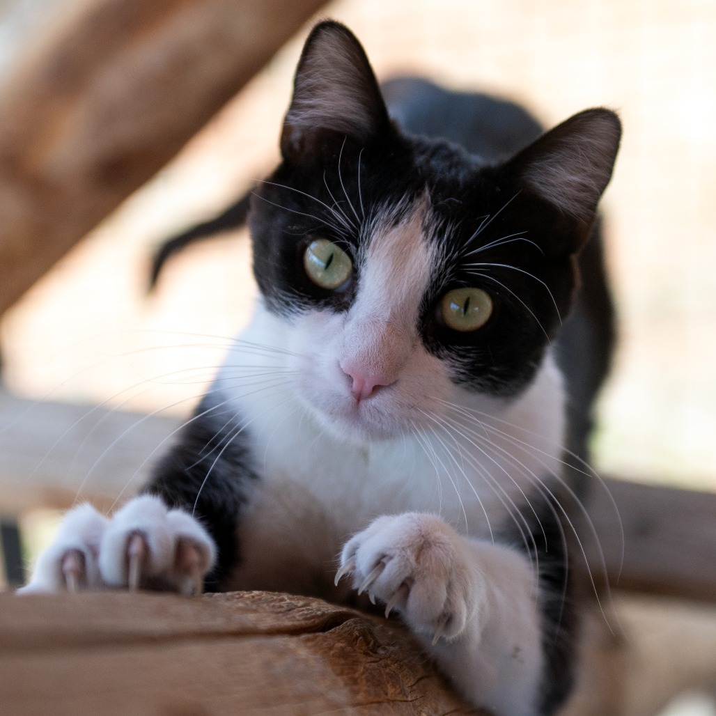 Zigzag - Domestic Medium Hair