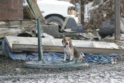 Beagle-like dog with tongue out sitting in debris following Hurricane Katrina flooding