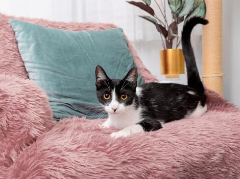 Black and white cat on a fluffy pink chair beside a teal pillow