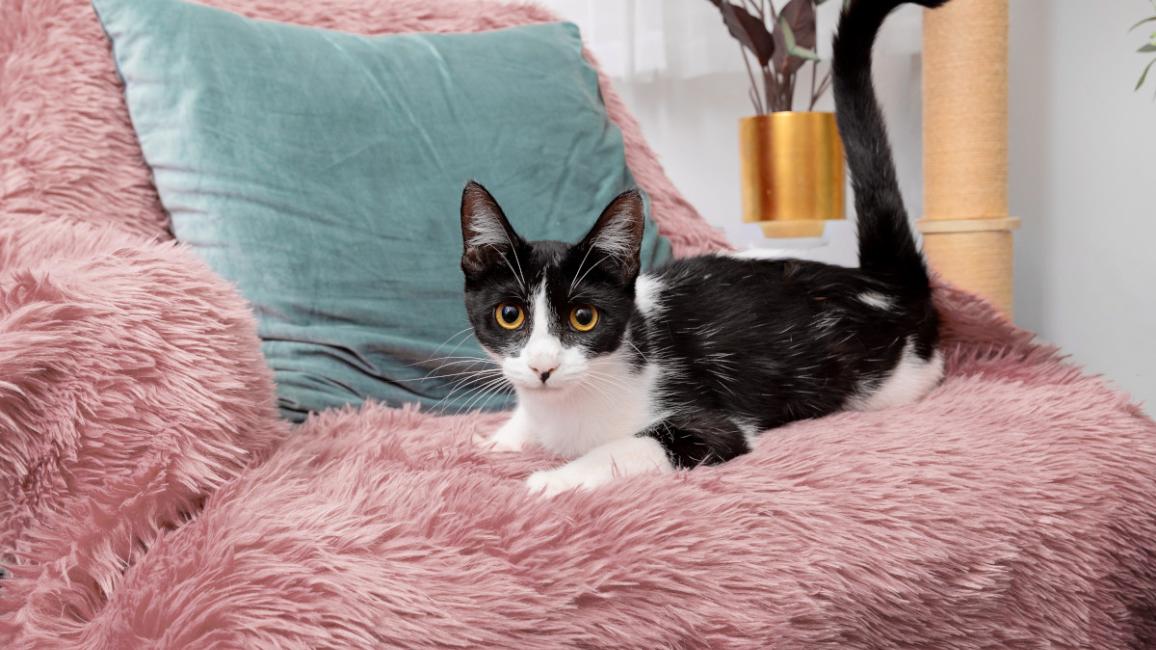 Black and white cat on a fluffy pink chair beside a teal pillow