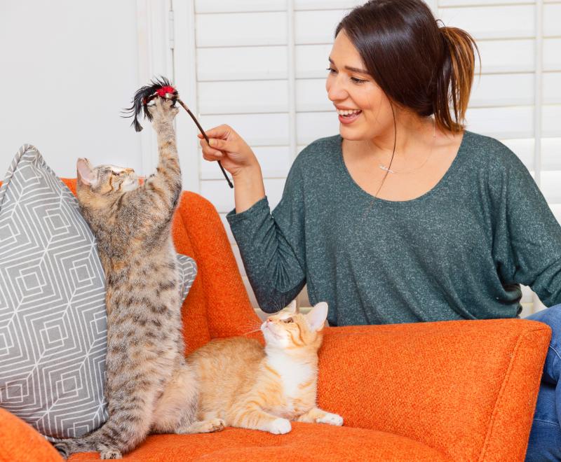 Smiling person playing with two kittens