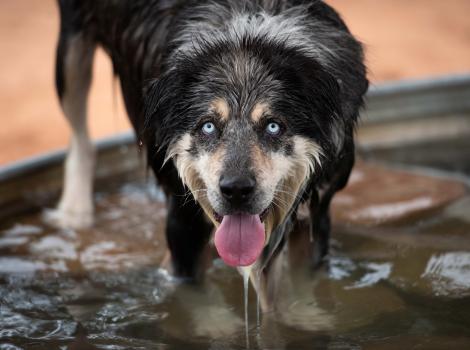 Dog standing in a pool of water with his tongue out