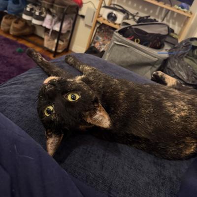 Ayo the cat lying on her side on a chair