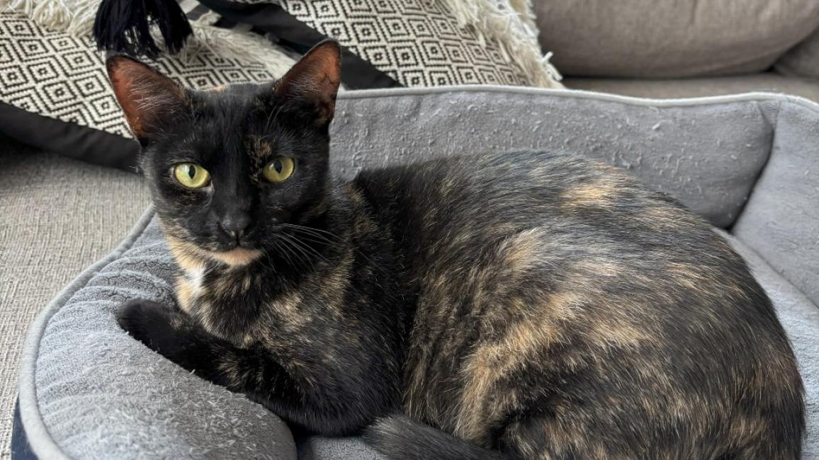 Ayo the tortoiseshell cat lying in a cat bed