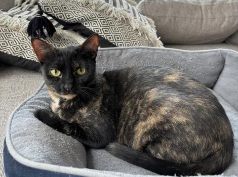 Ayo the tortoiseshell cat lying in a cat bed