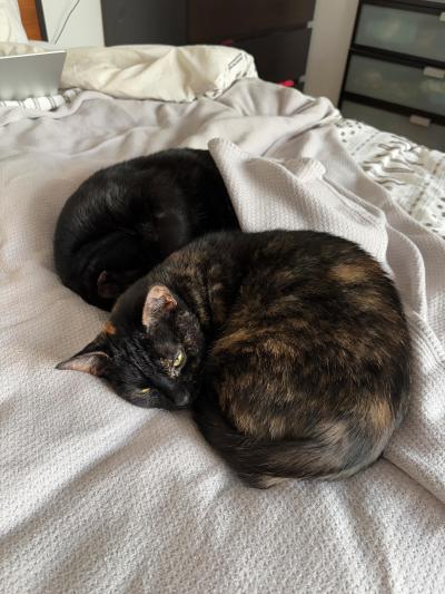 Ayo the cat sleeping next to another cat