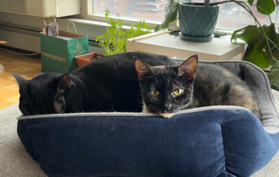 Ayo the cat in a bed with another cat