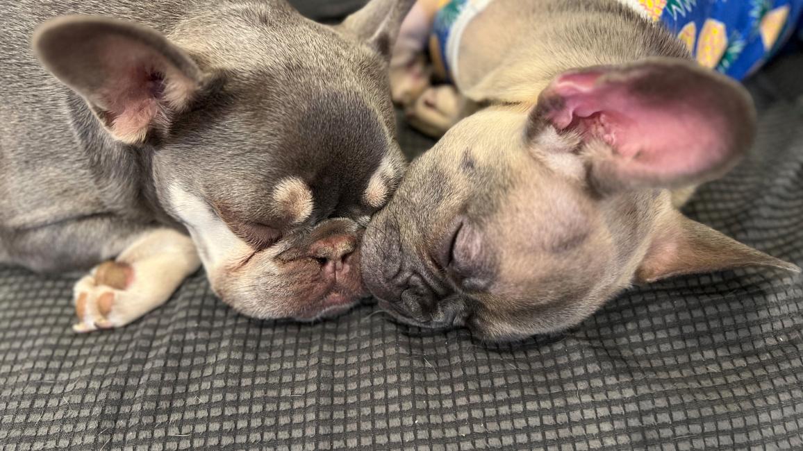 Baby and Celine the French bulldogs sleeping next to each other