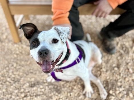 Bella the dog outside on a harness and leash with a person petting her