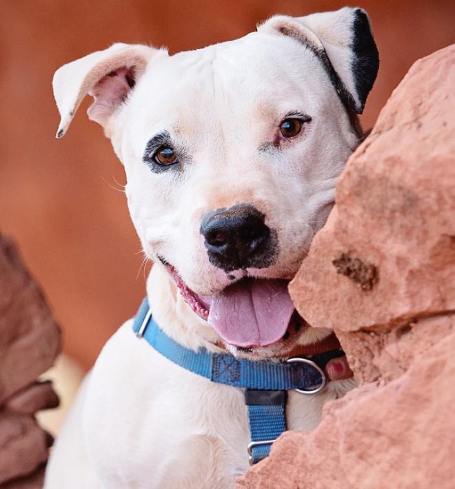 dog in red rock