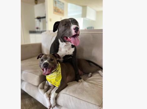 Bear the dog and his "mini me" canine brother in his new home on a couch together