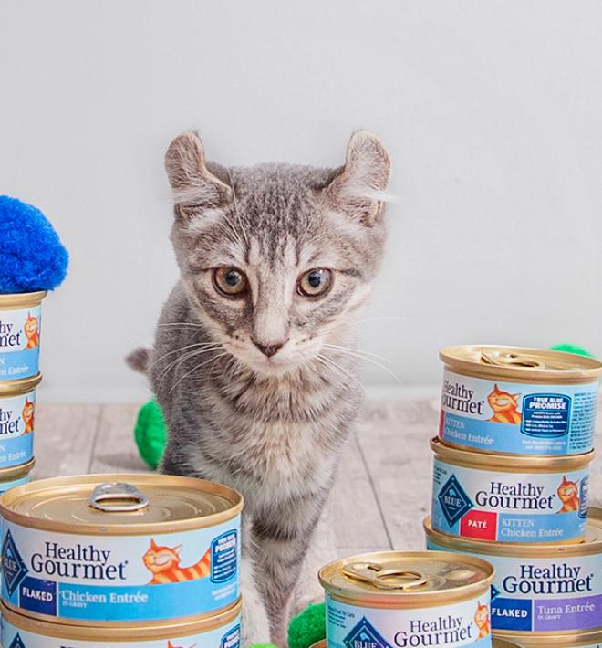 Kitten surrounded by cans of Blue Buffalo kitten food and pom pom toys