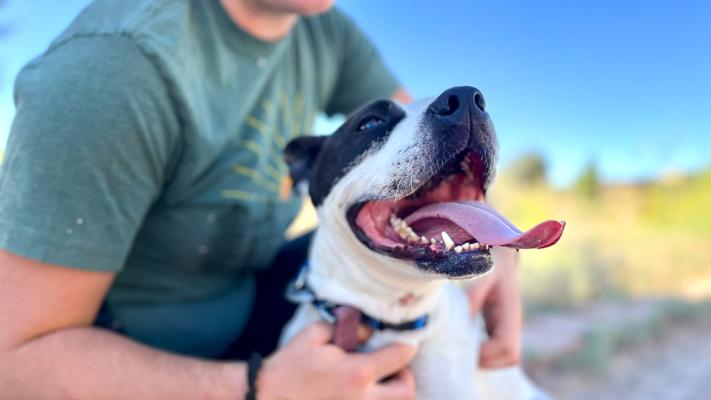 Person hugging a black and white dog whose tongue is out