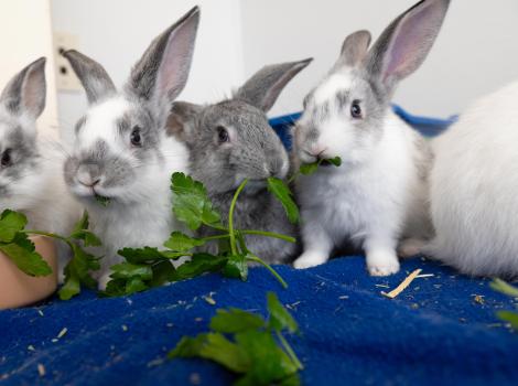 Line of baby bunnies eating cilantro