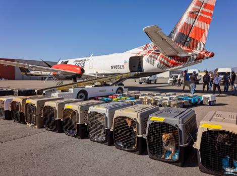 Line of carriers containing animals from Los Angles during the wildfires in front of the transport airplane