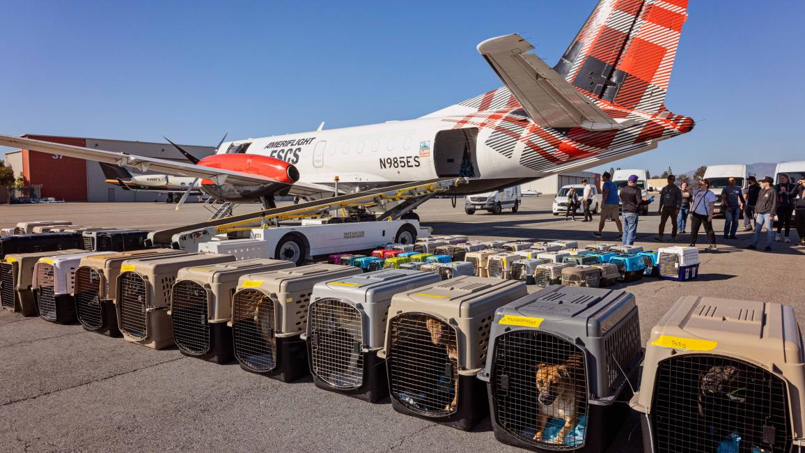 Line of carriers containing animals from Los Angles during the wildfires in front of the transport airplane