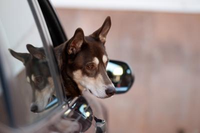 Dog with head outside an open vehicle window