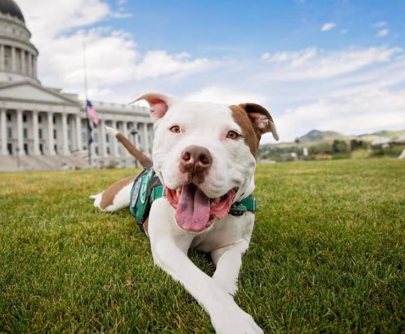Brown and white dog lying on green grass in front of a state capitol