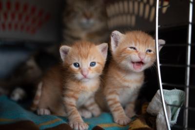 Orange tabby kittens in a carrier