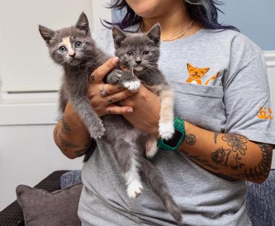 Person holding two tiny kittens