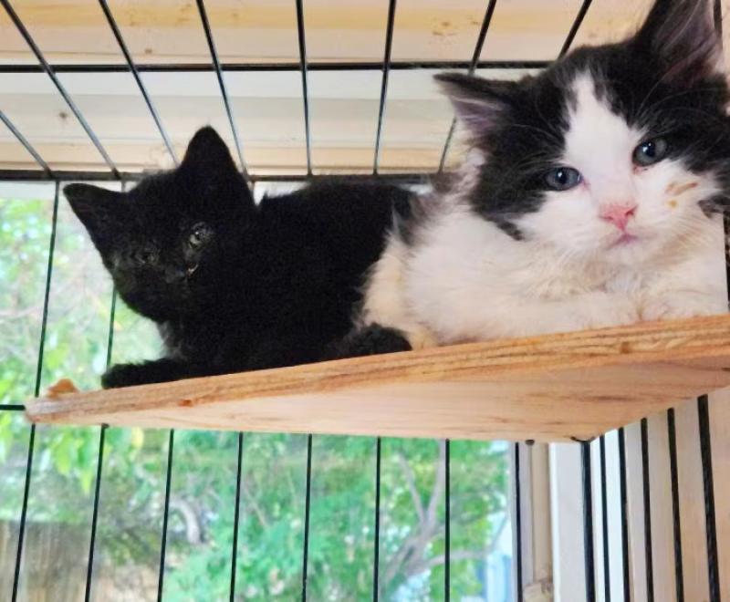 A black and white cat and black cat in a cage