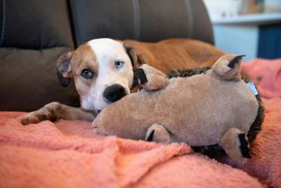 Dog on a couch with a blanket and large stuffed toy