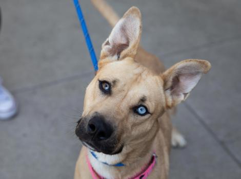 Light brown dog with upright ears and one brown and one blue eye