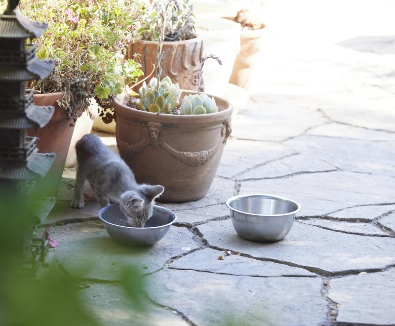 Community kitten eating out of a stainless steel bowl