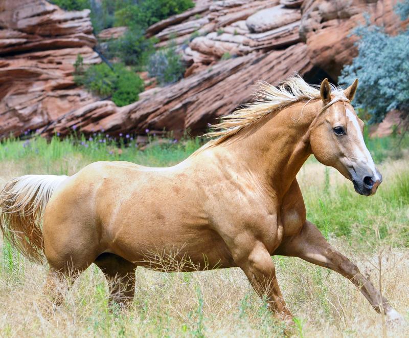 Horse running in a pasture