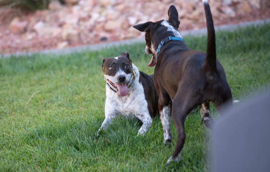 Didgeri and Didgeridoo playing together in green grass