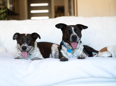 Didgeri and Didgeridoo the dogs lying next to each other on a couch